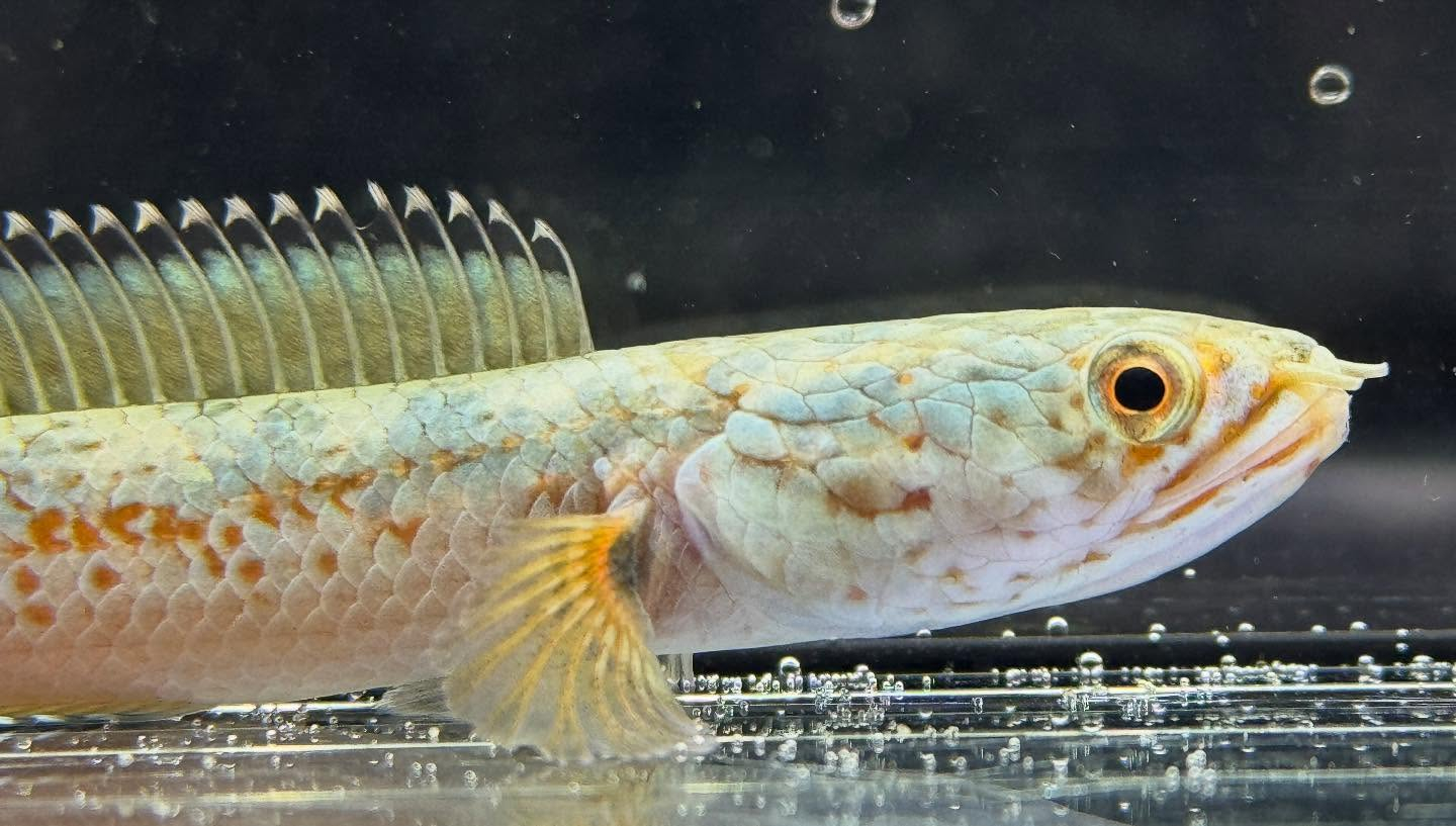 aquastyleg.base.shop/items/120...