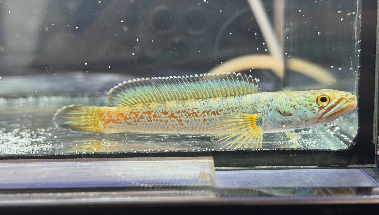 aquastyleg.base.shop/items/120...