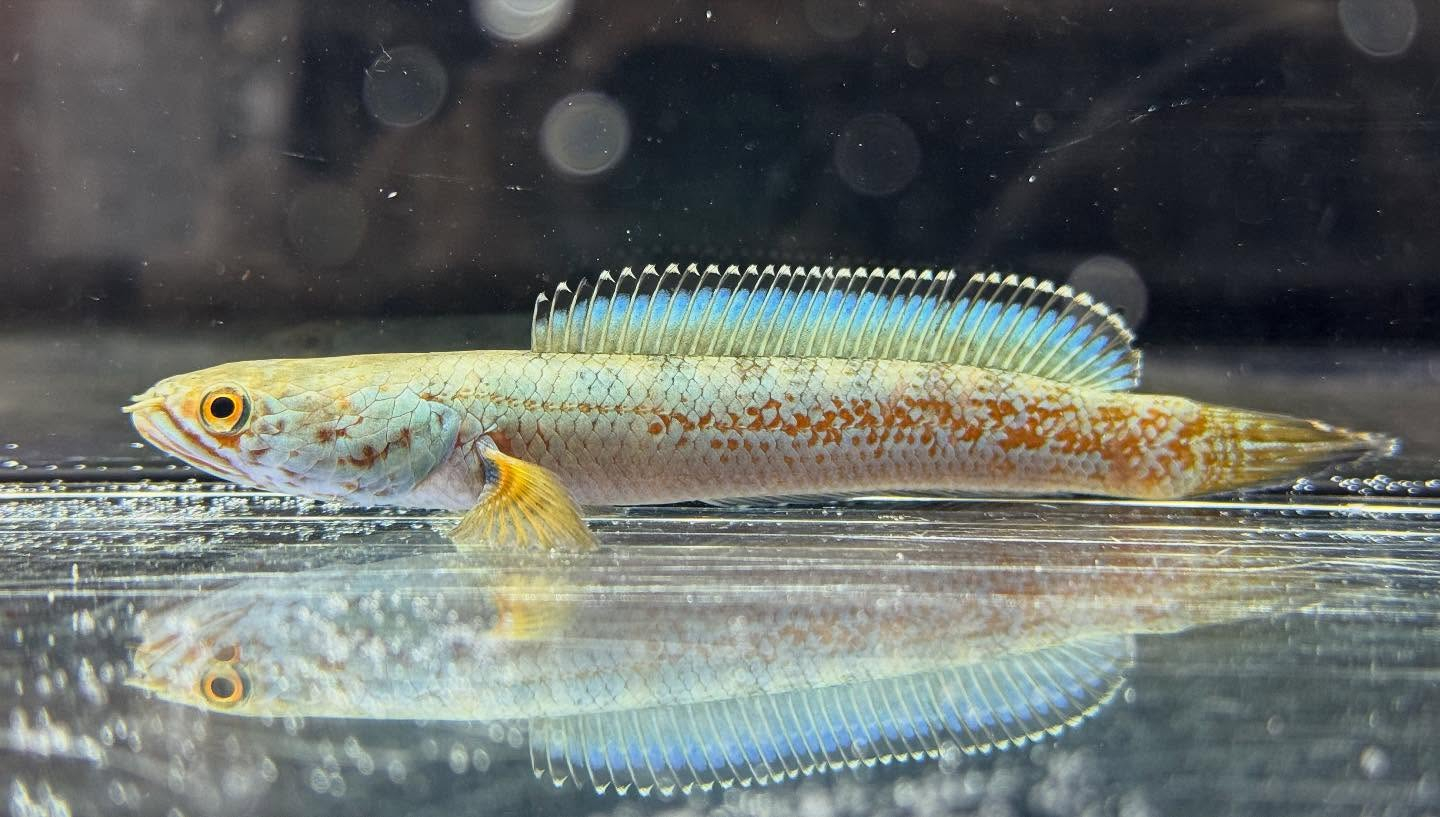 aquastyleg.base.shop/items/120...