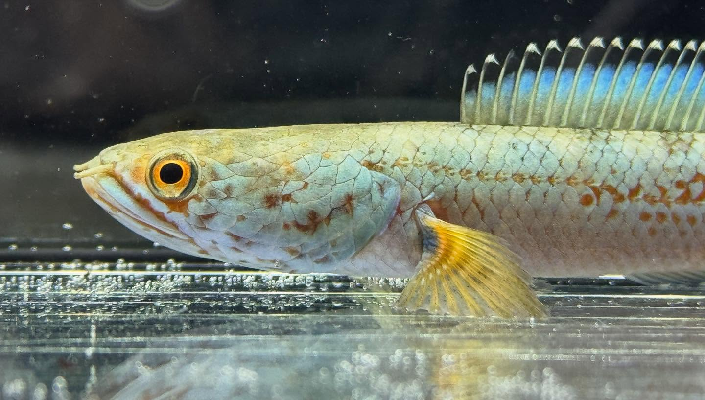 aquastyleg.base.shop/items/120...