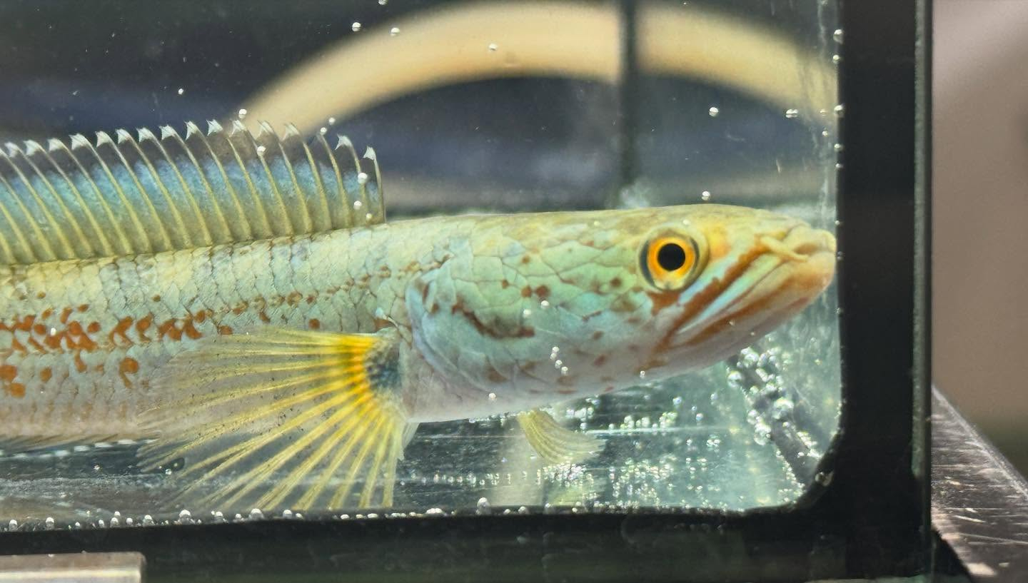 aquastyleg.base.shop/items/120...