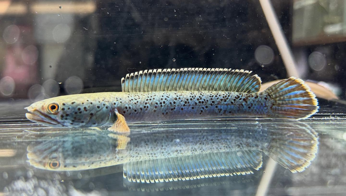 aquastyleg.base.shop/items/120...