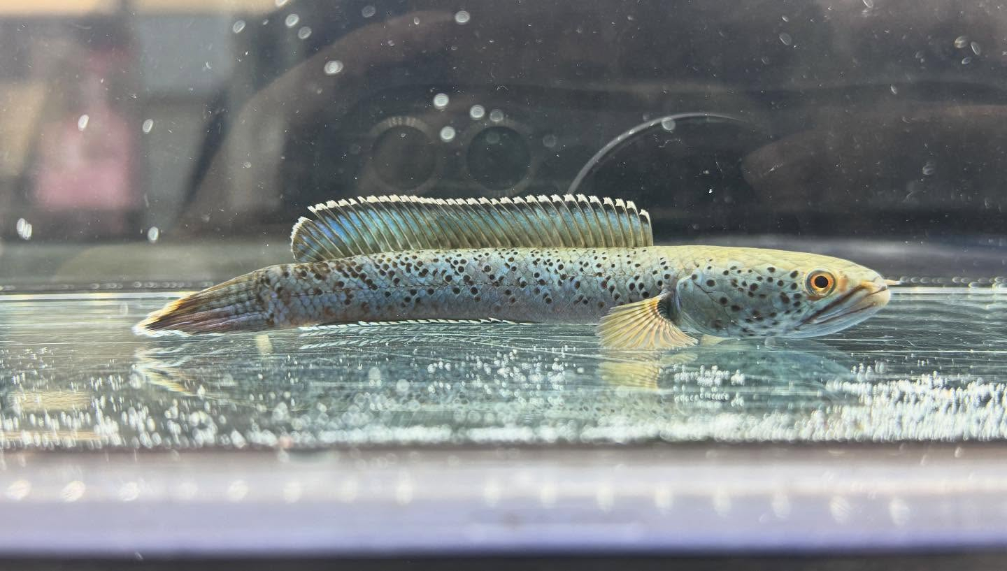 aquastyleg.base.shop/items/120...