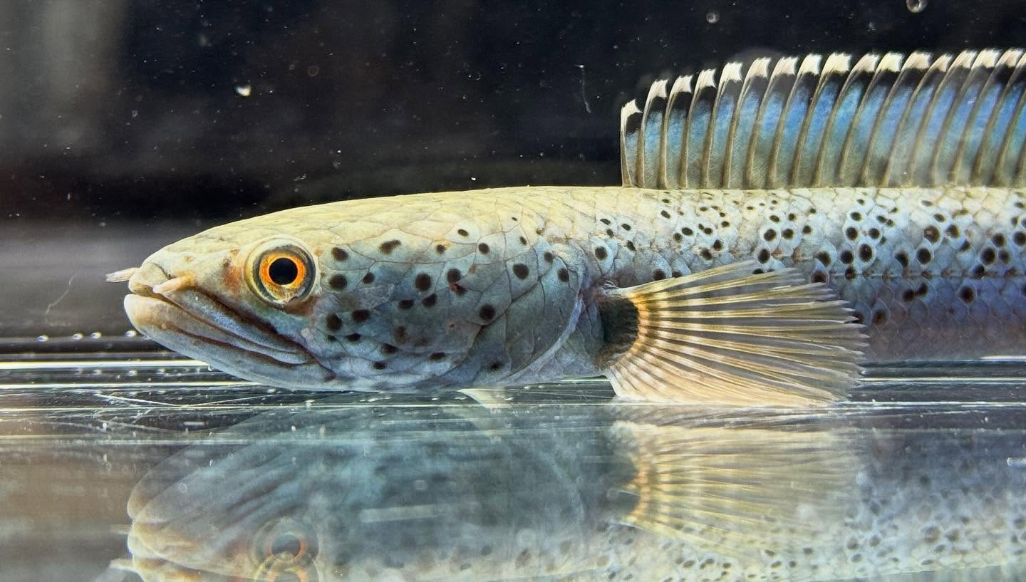 aquastyleg.base.shop/items/120...