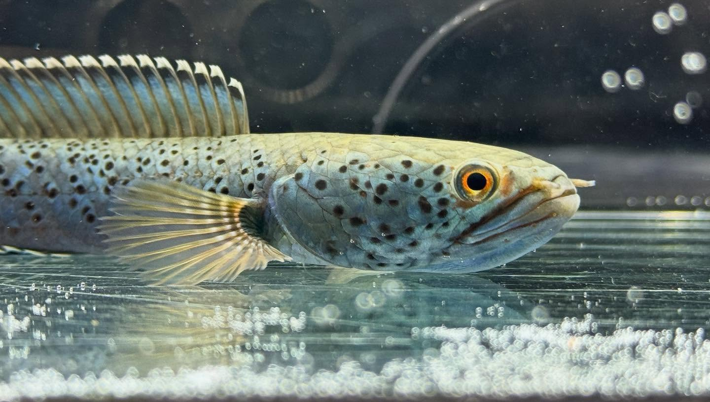 aquastyleg.base.shop/items/120...