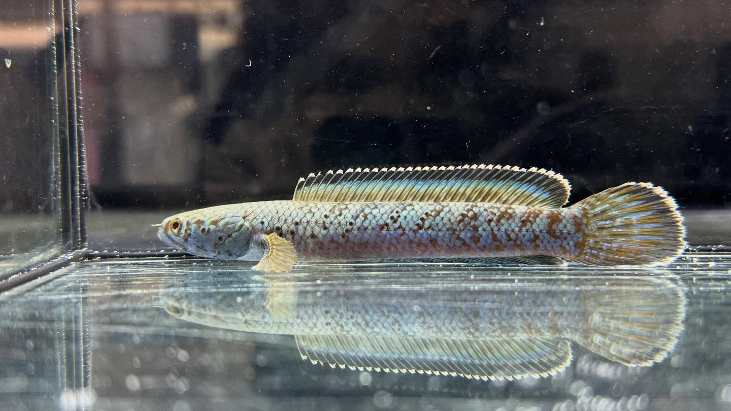 aquastyleg.base.shop/items/120...