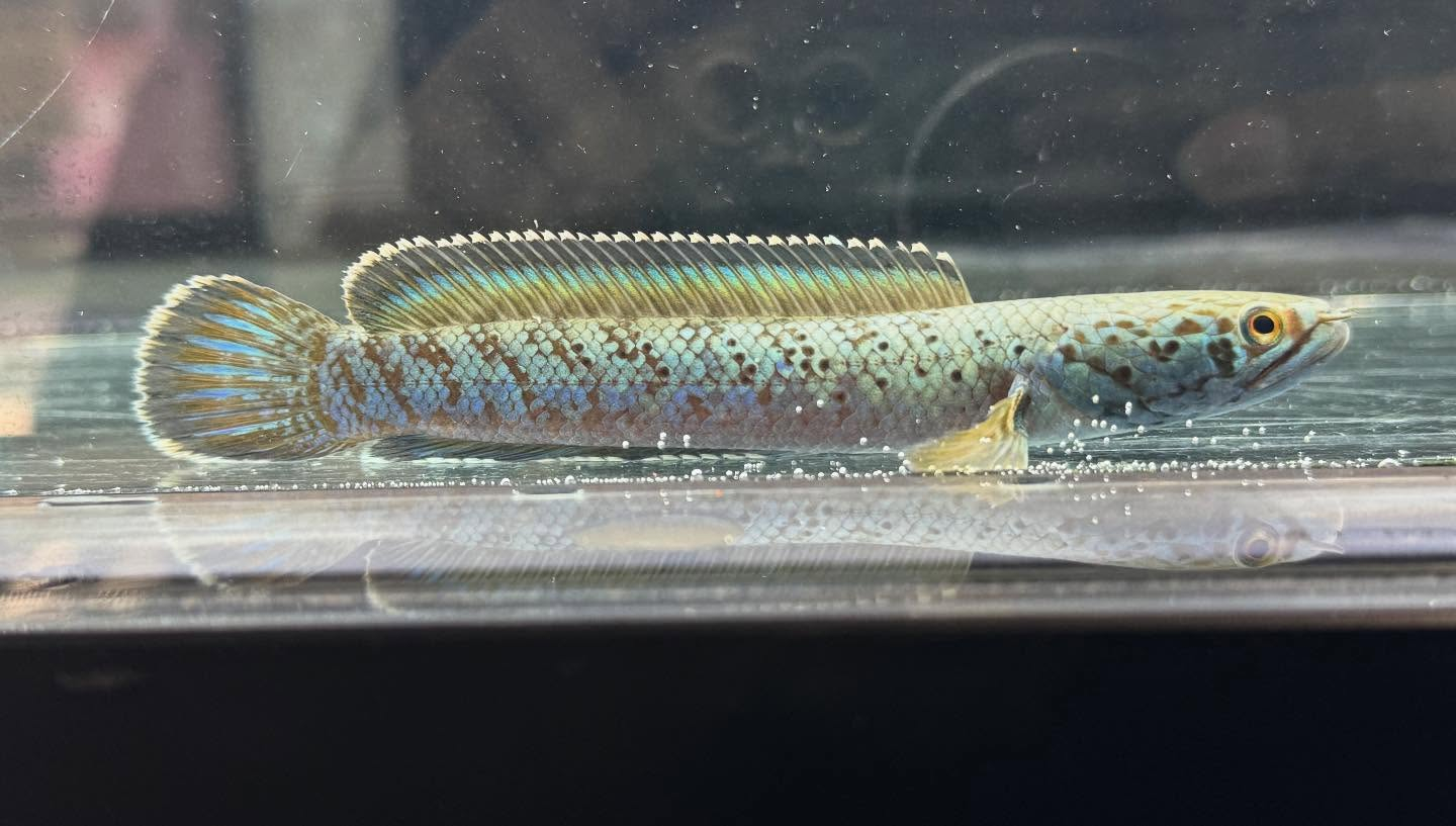 aquastyleg.base.shop/items/120...