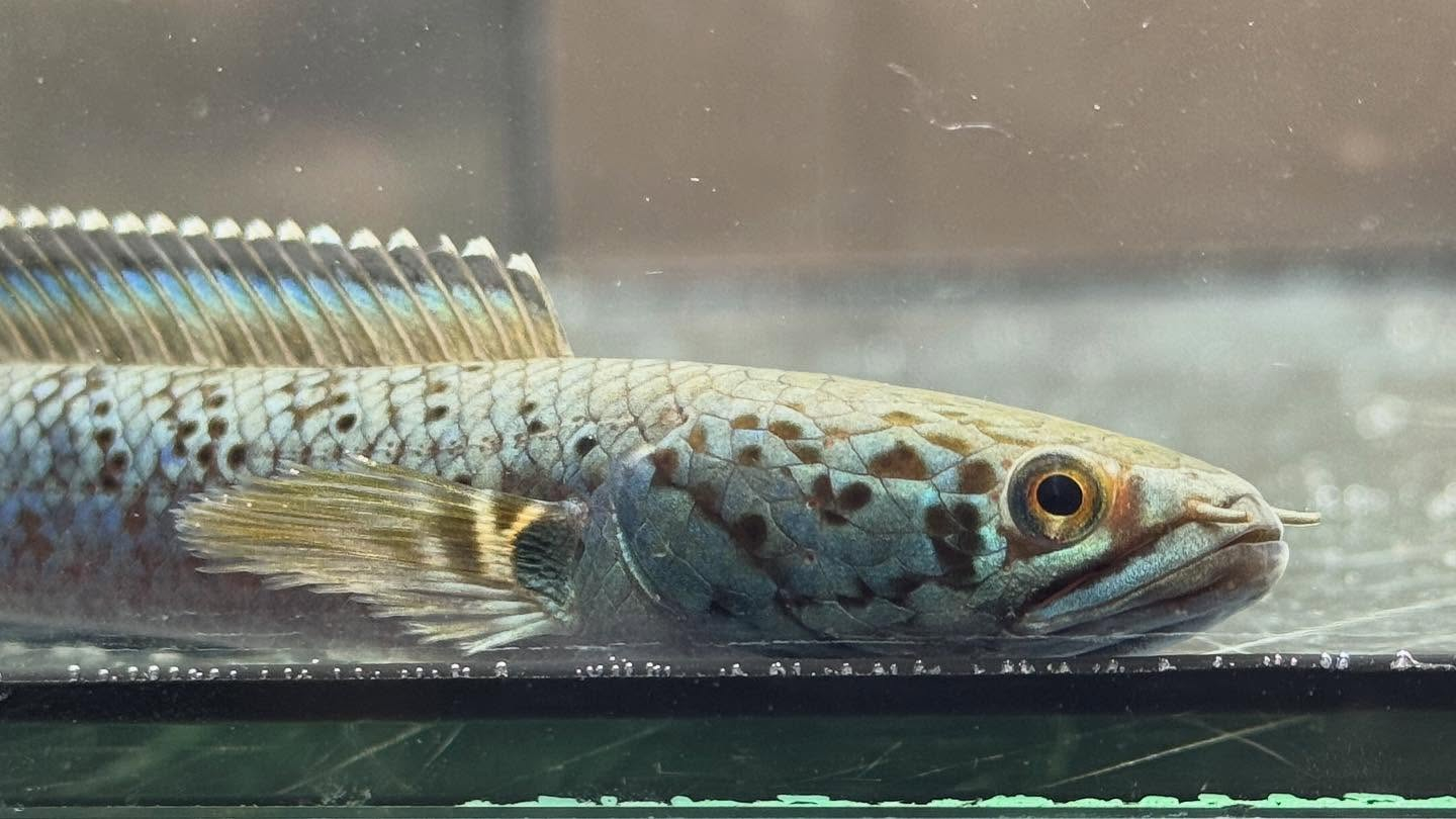 aquastyleg.base.shop/items/120...