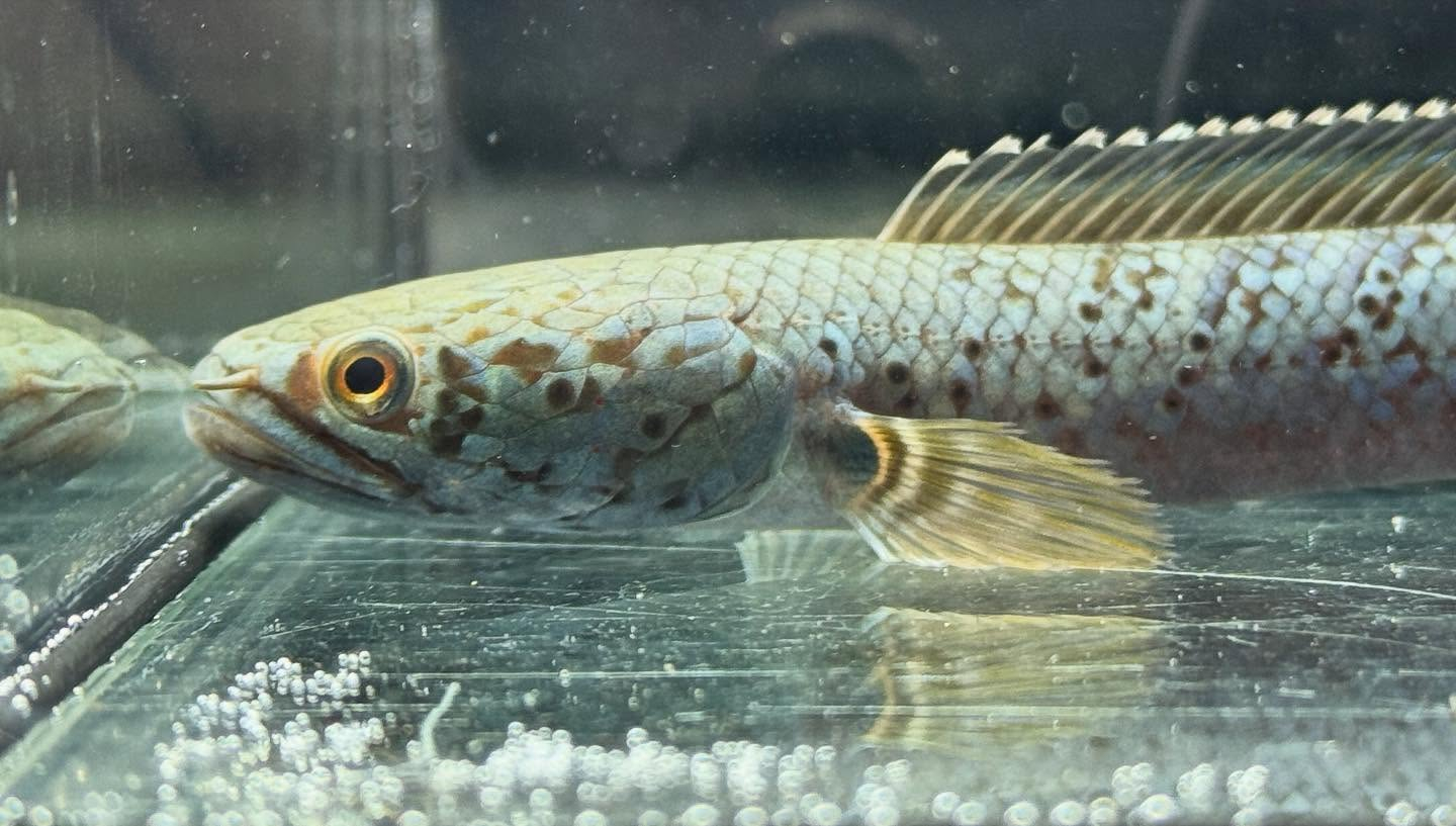 aquastyleg.base.shop/items/120...