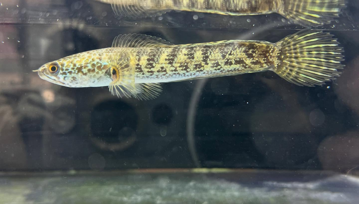 aquastyleg.base.shop/items/120...