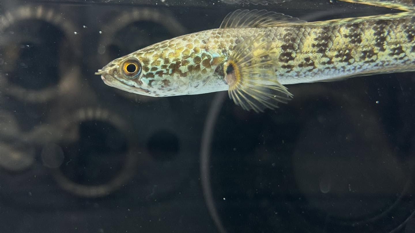 aquastyleg.base.shop/items/120...