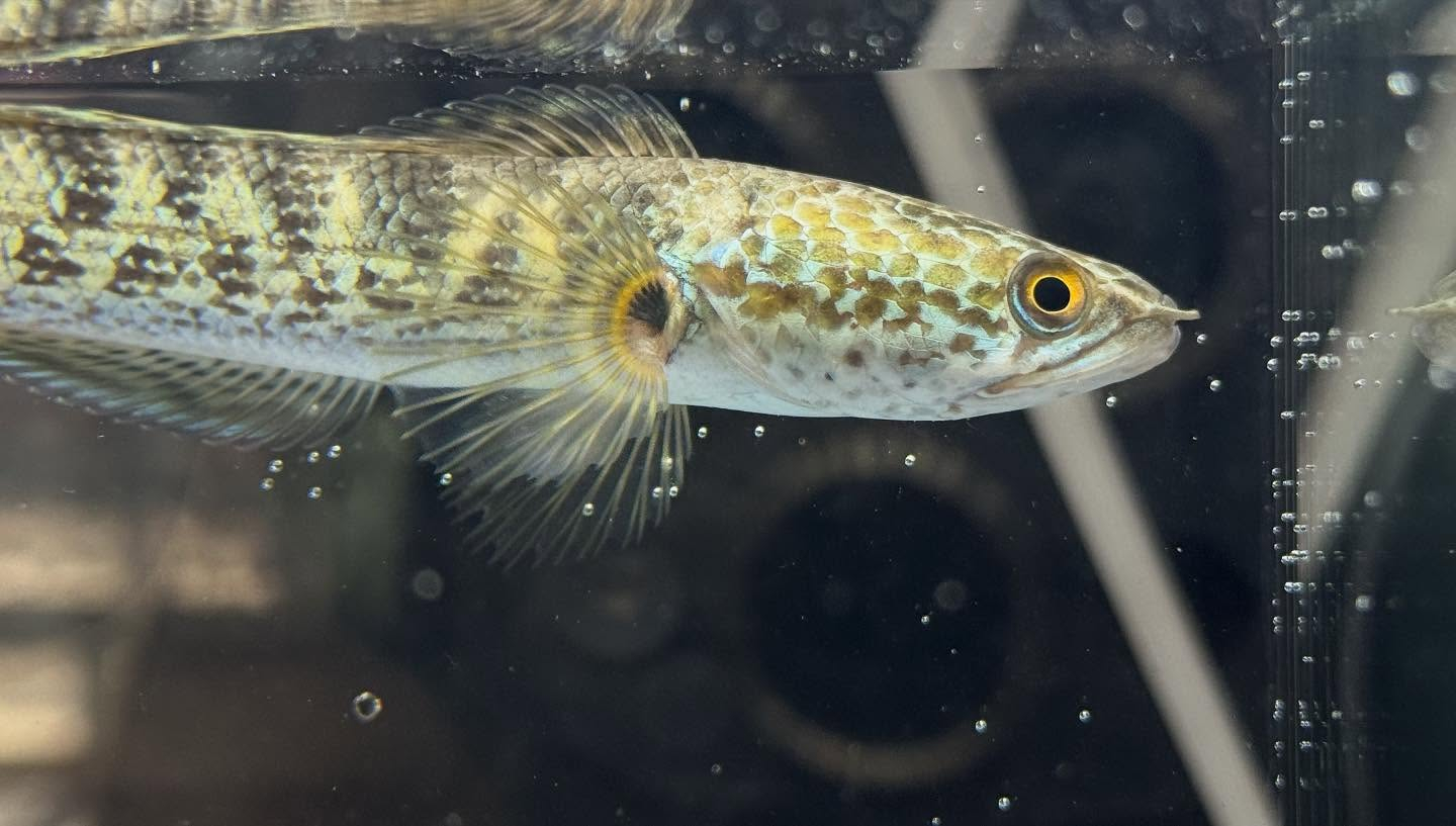 aquastyleg.base.shop/items/120...