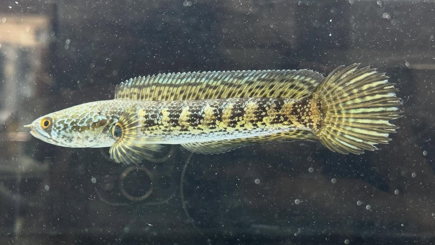 aquastyleg.base.shop/items/120...