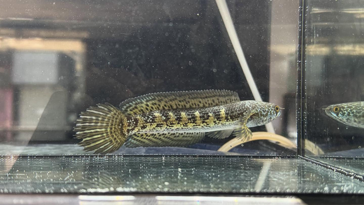 aquastyleg.base.shop/items/120...