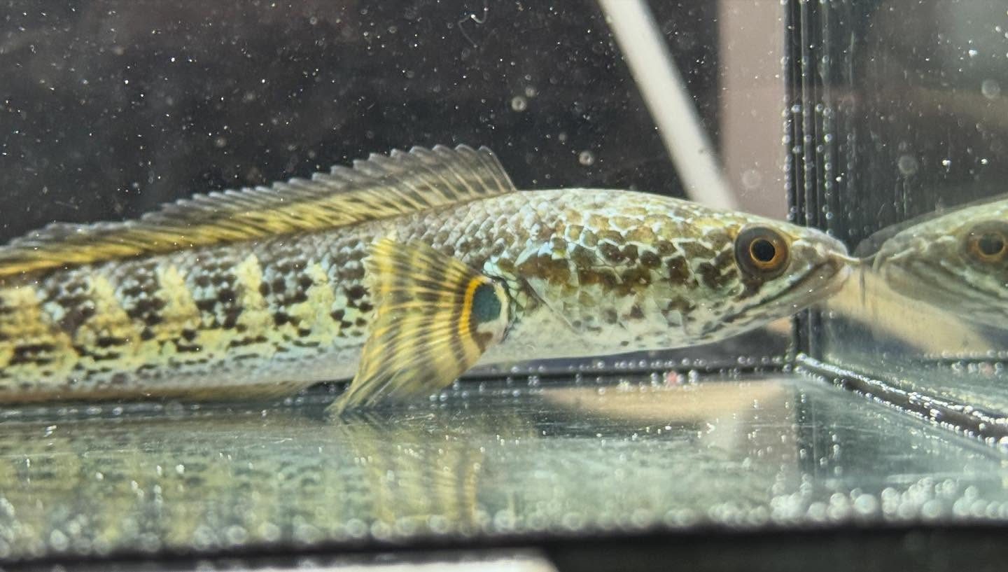 aquastyleg.base.shop/items/120...