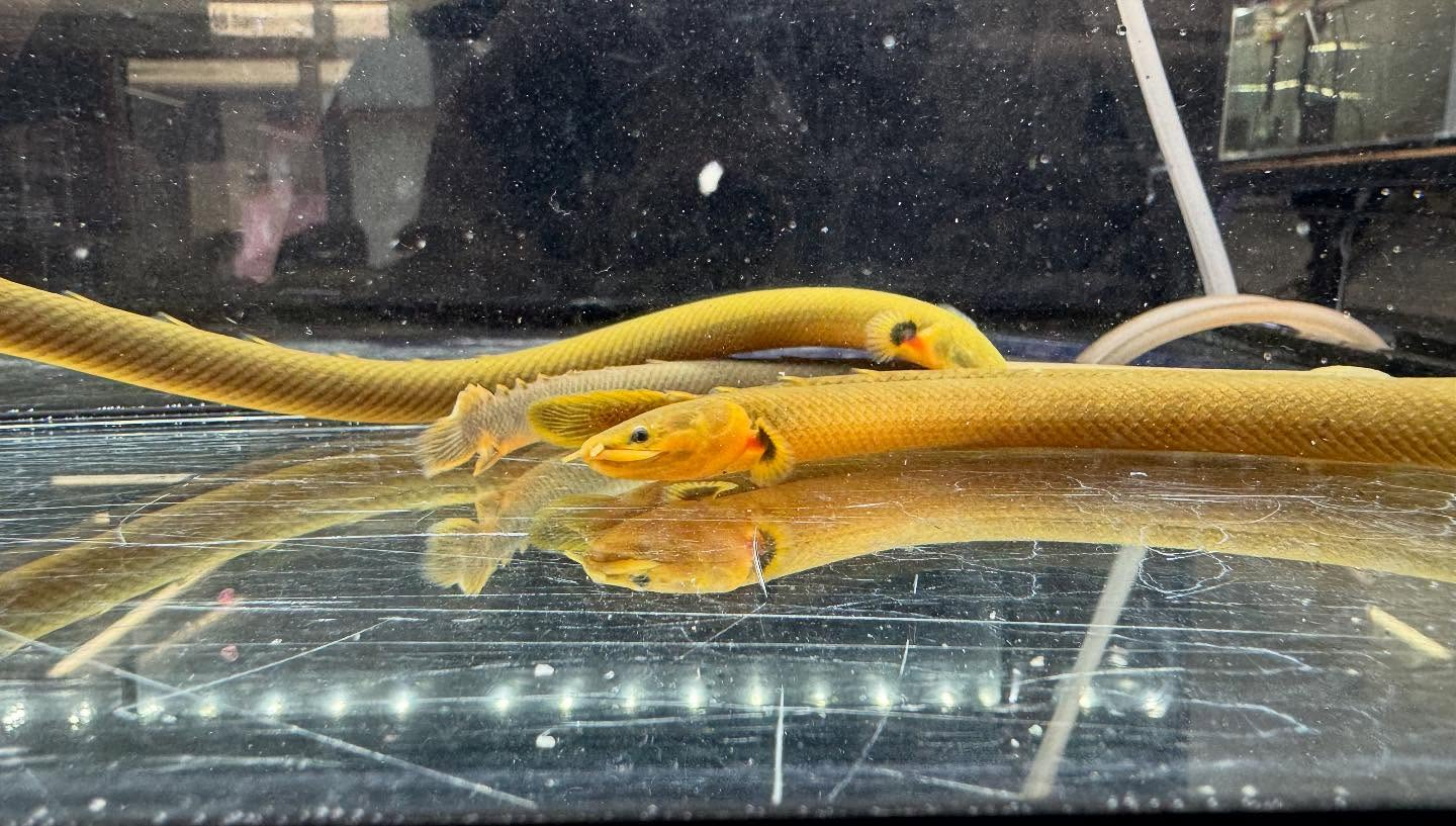 aquastyleg.base.shop/items/120...