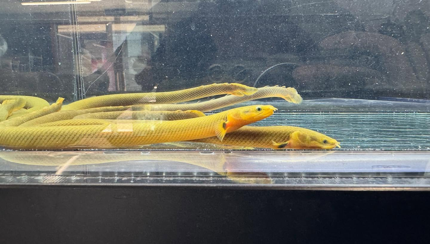 aquastyleg.base.shop/items/120...