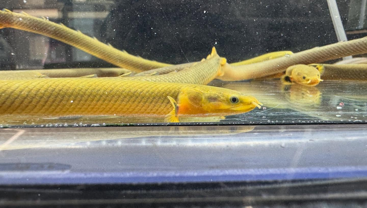 aquastyleg.base.shop/items/120...