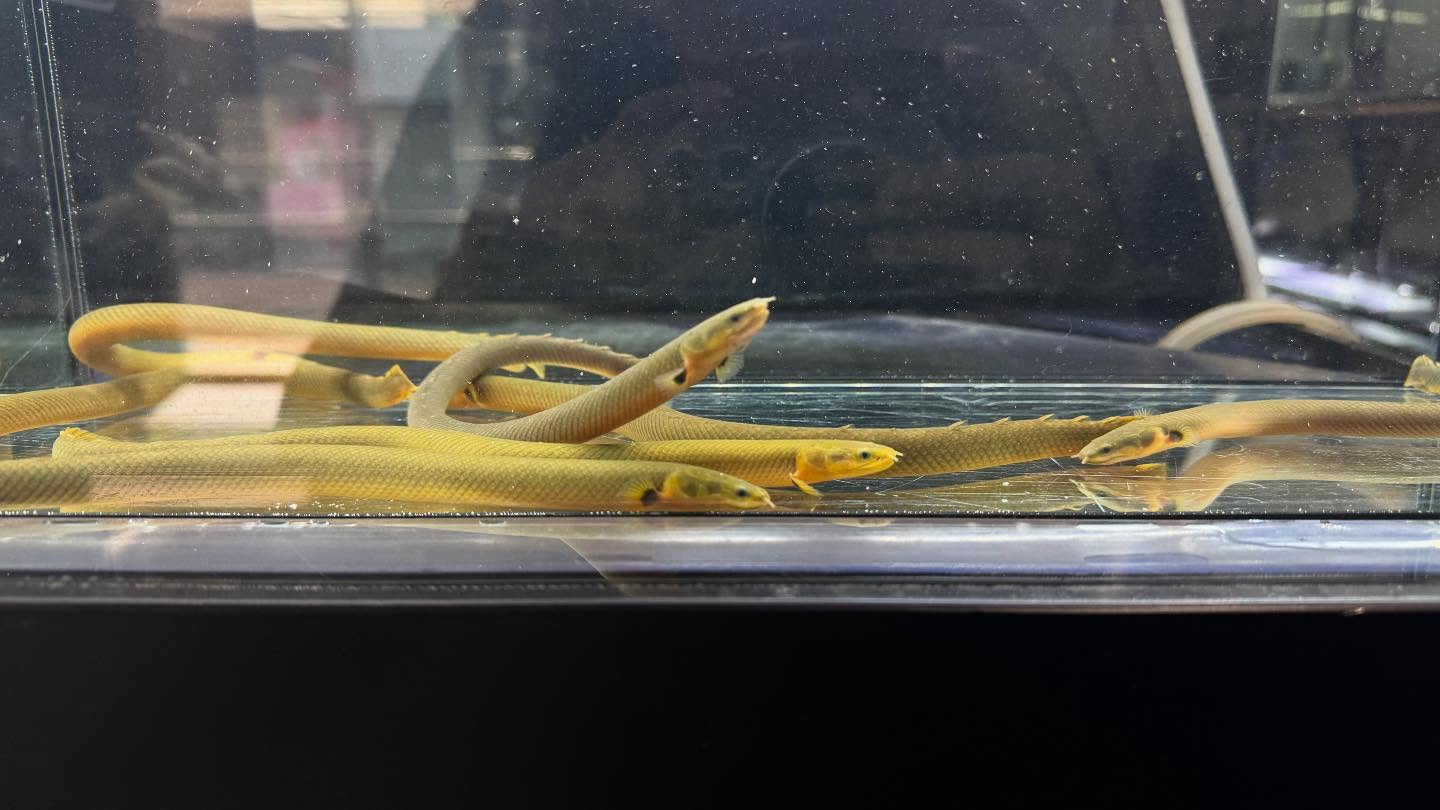 aquastyleg.base.shop/items/120...