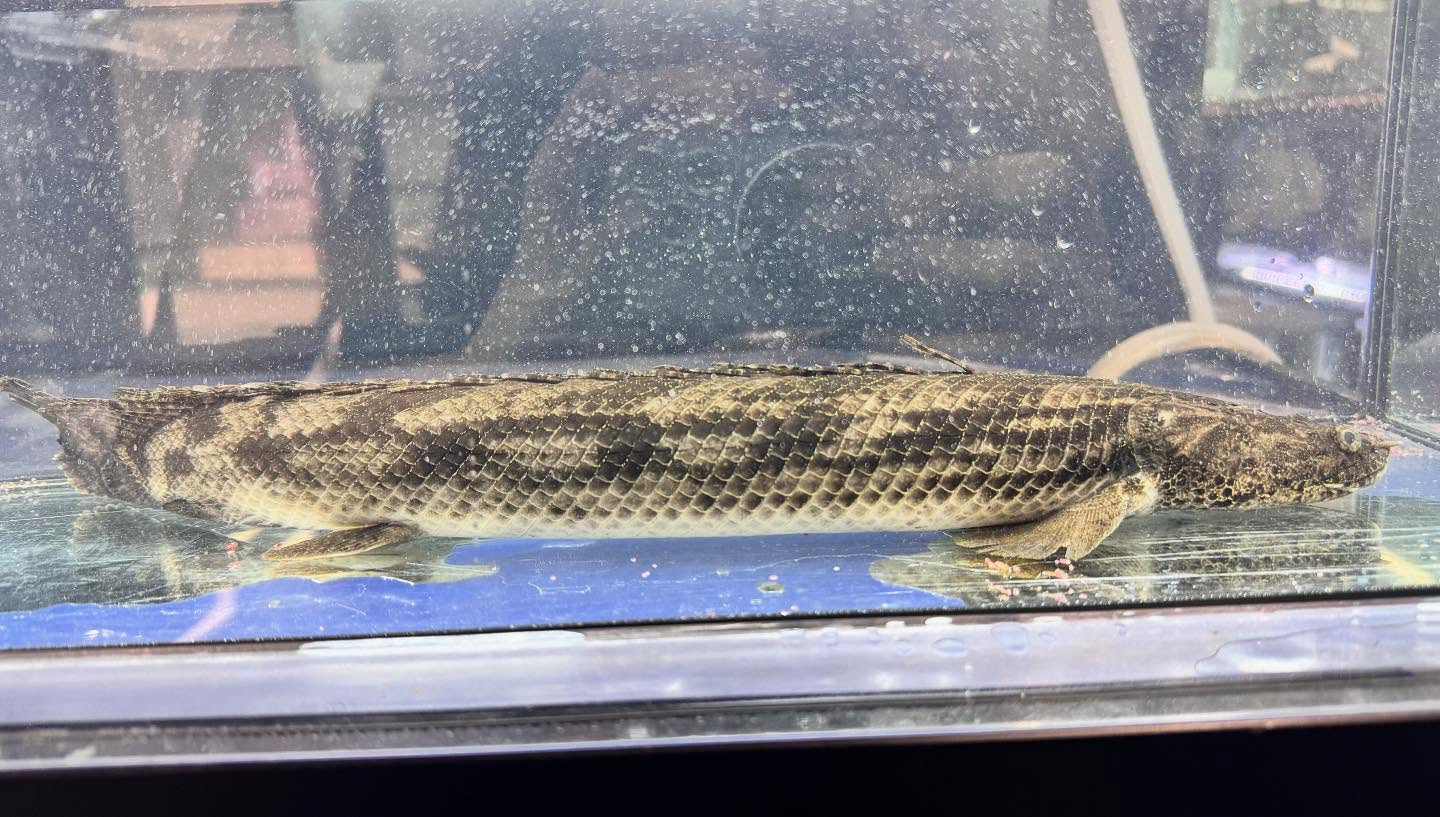 aquastyleg.base.shop/items/122...