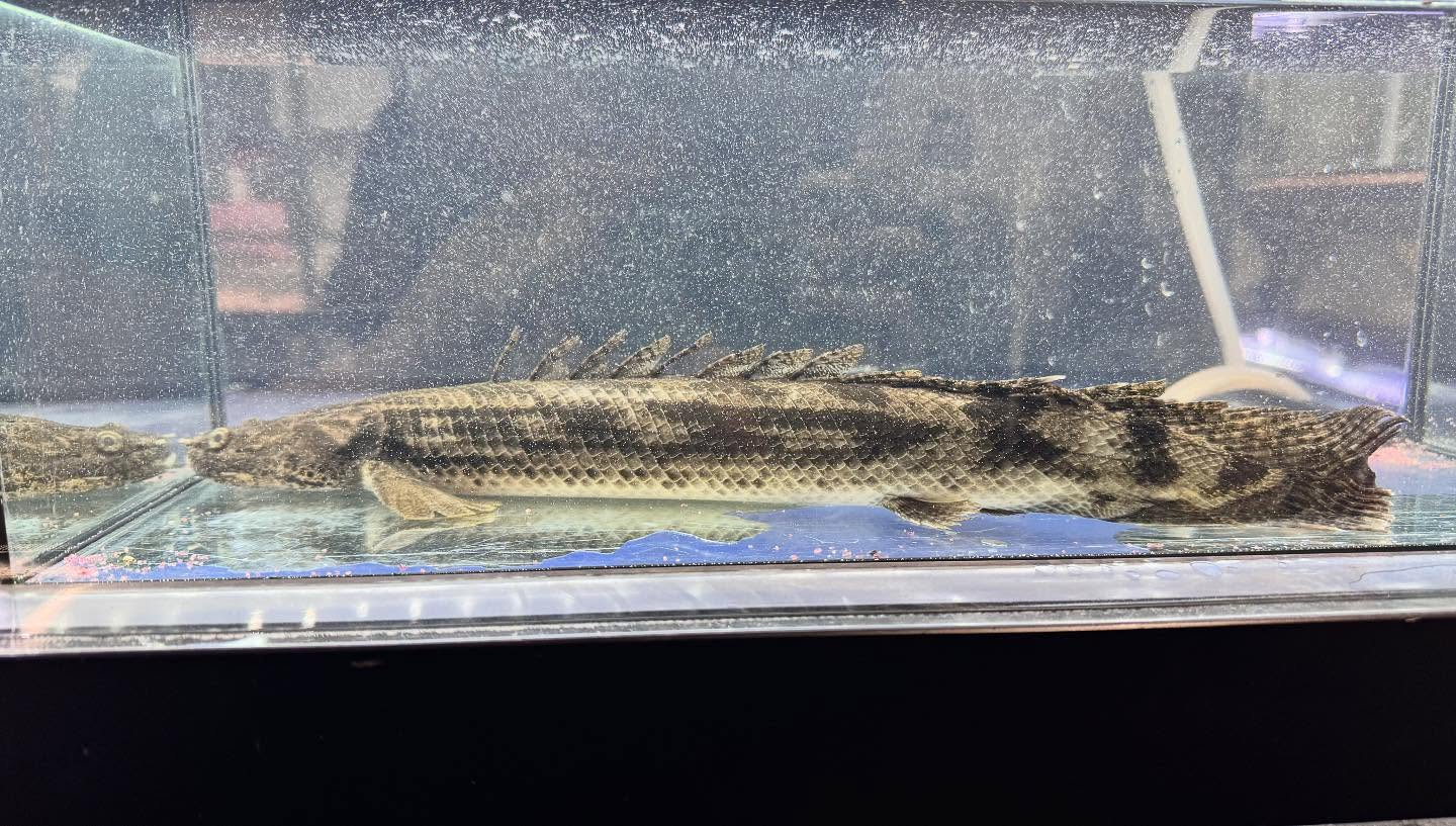 aquastyleg.base.shop/items/122...