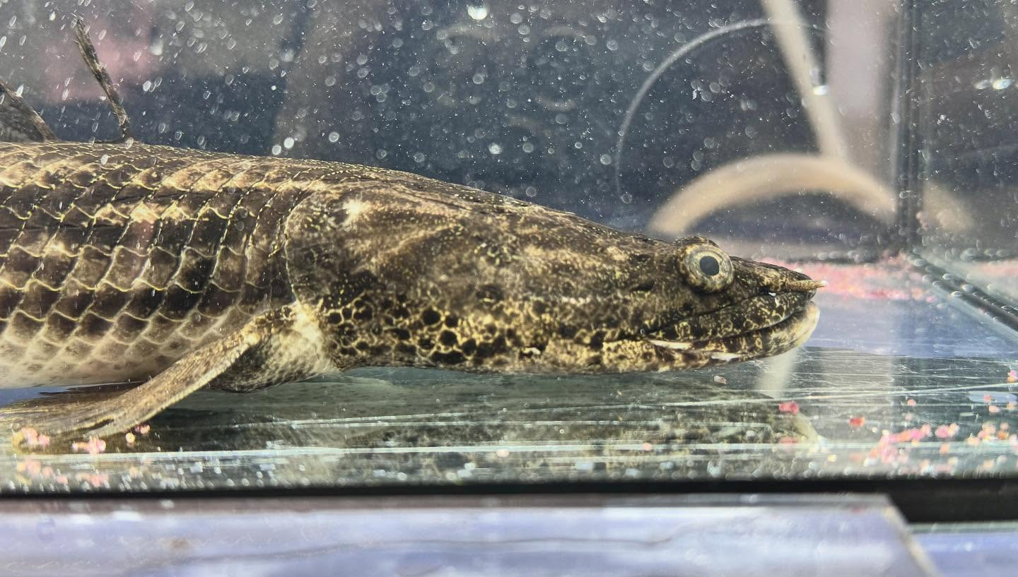 aquastyleg.base.shop/items/122...