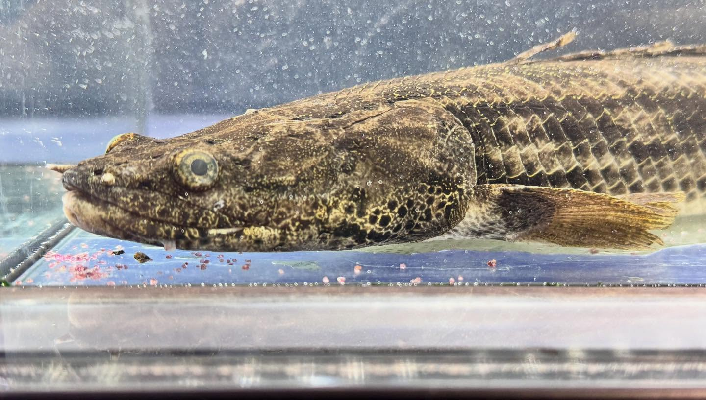 aquastyleg.base.shop/items/122...