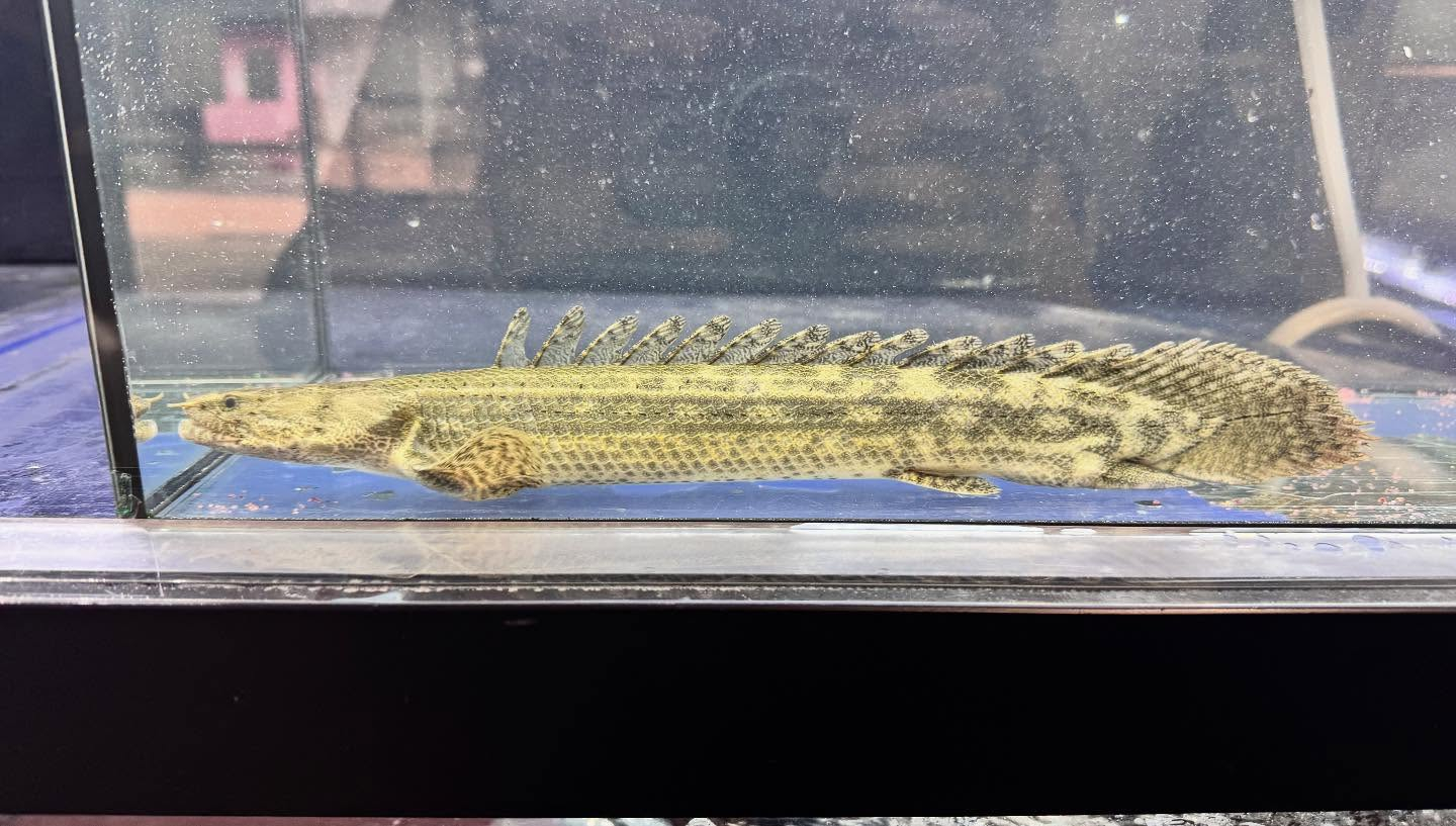 aquastyleg.base.shop/items/122...