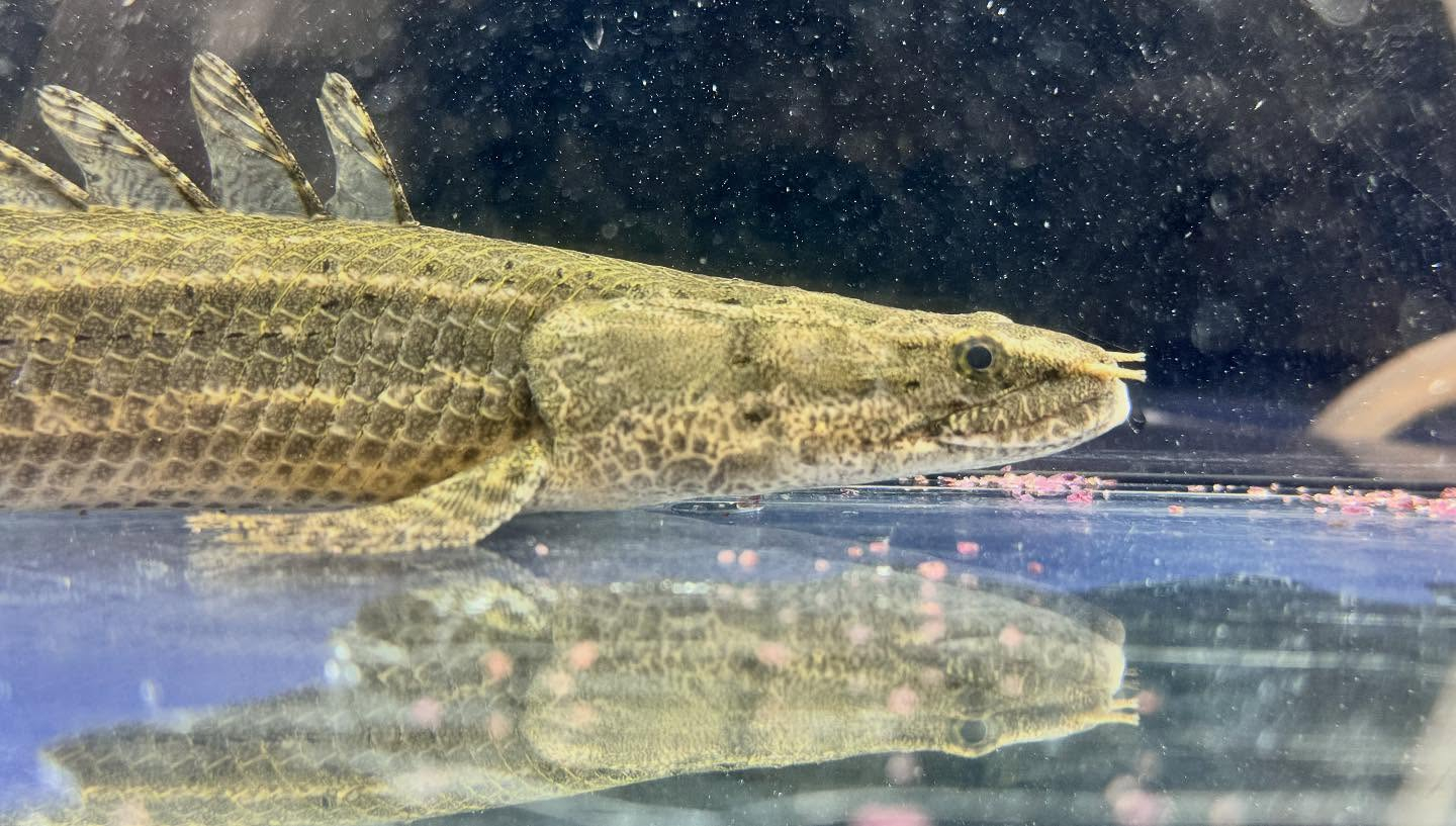 aquastyleg.base.shop/items/122...