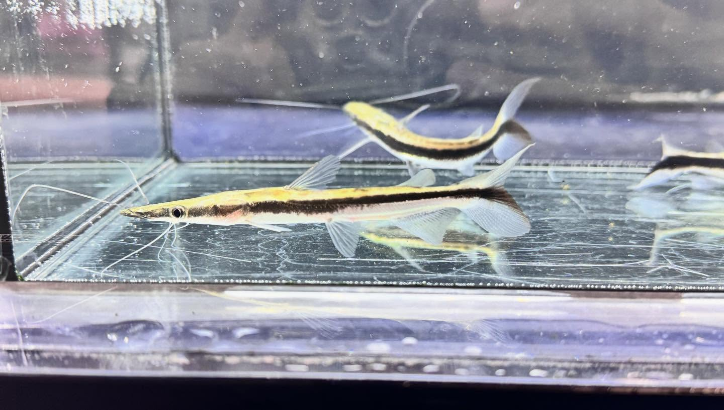 aquastyleg.base.shop/items/122...