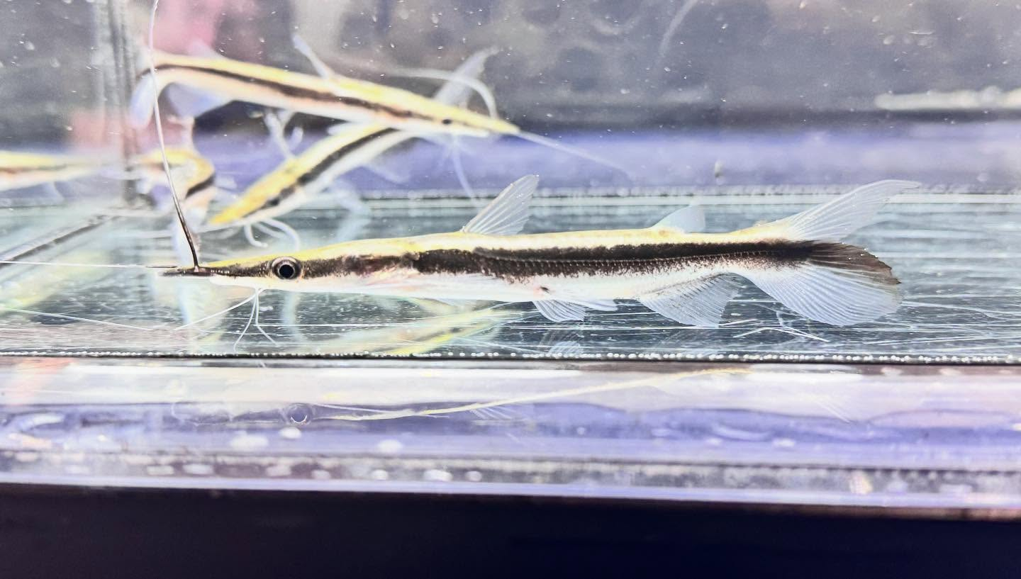 aquastyleg.base.shop/items/122...