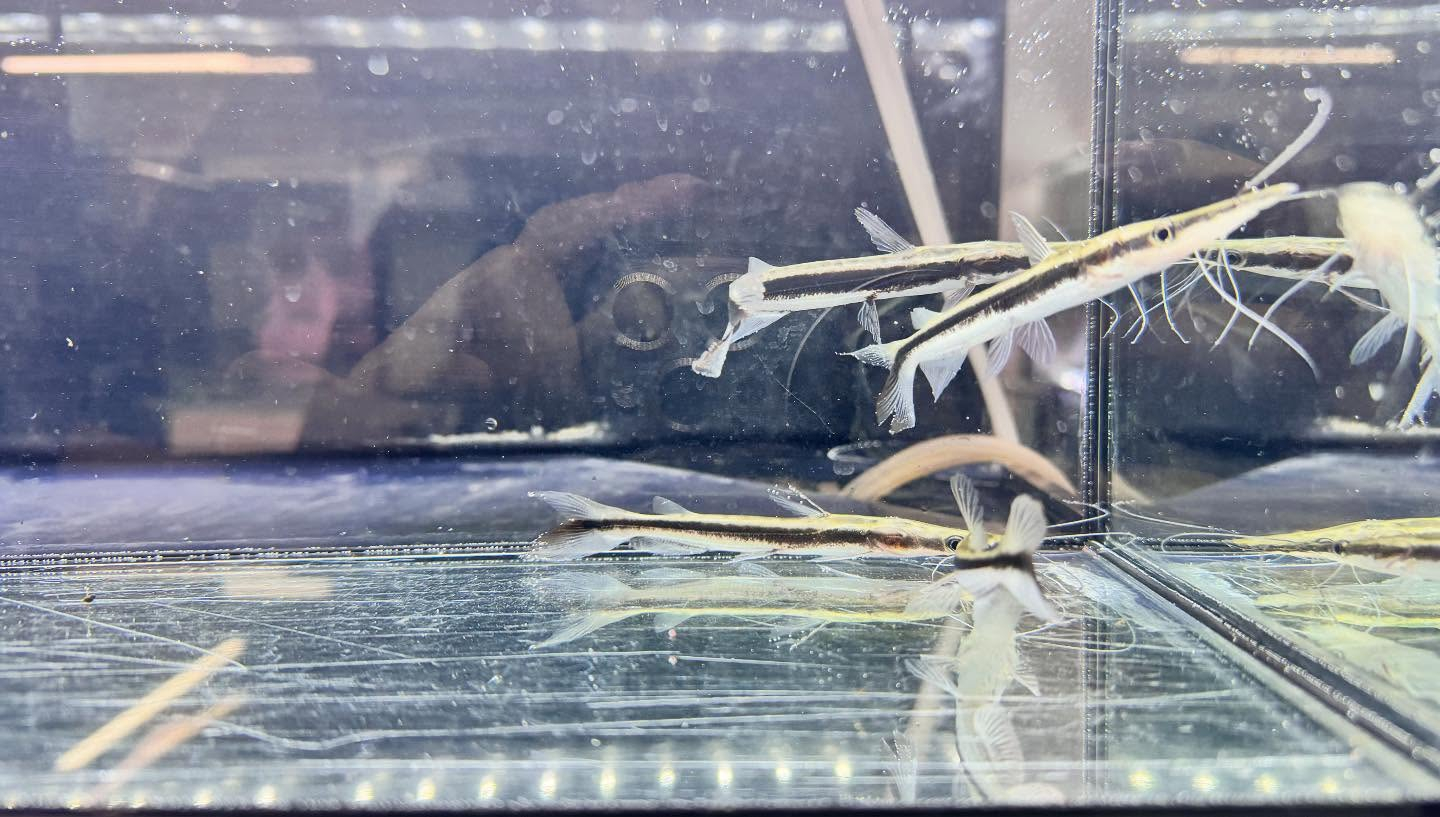 aquastyleg.base.shop/items/122...