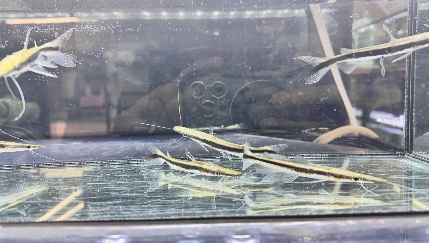 aquastyleg.base.shop/items/122...