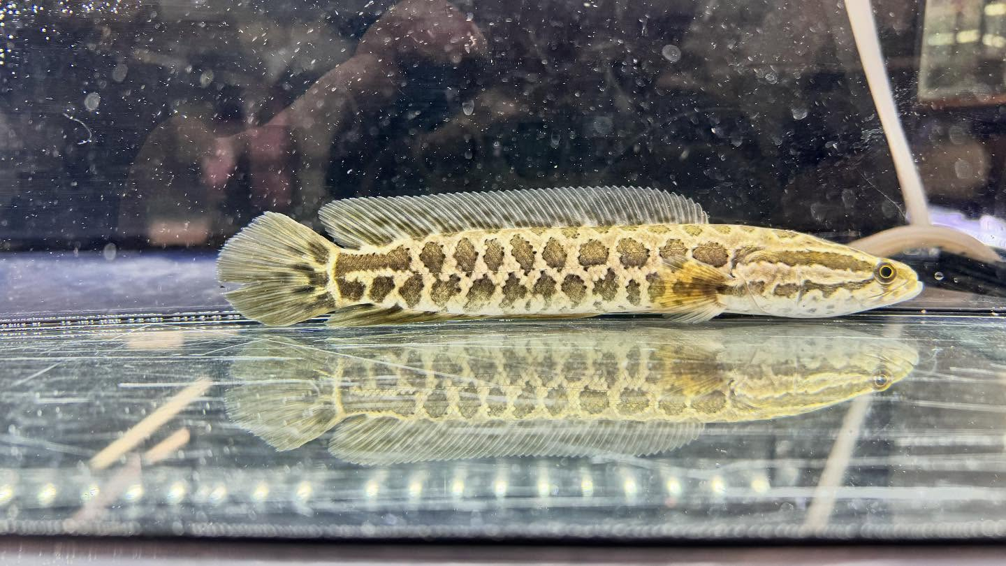 aquastyleg.base.shop/items/122...