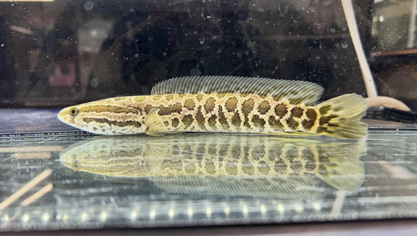 aquastyleg.base.shop/items/122...