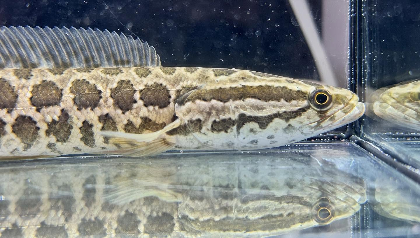 aquastyleg.base.shop/items/122...