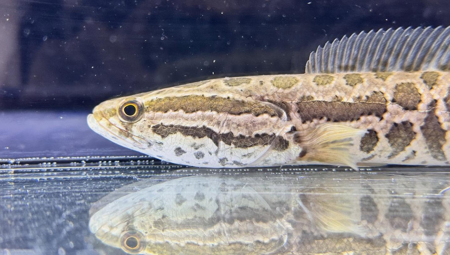 aquastyleg.base.shop/items/122...