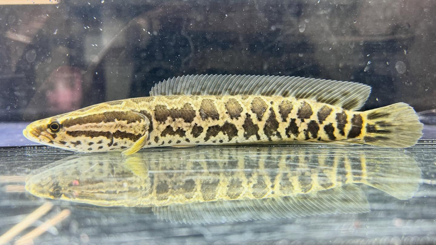 aquastyleg.base.shop/items/122...