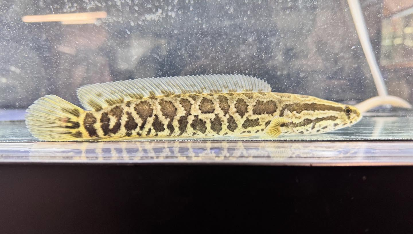 aquastyleg.base.shop/items/122...