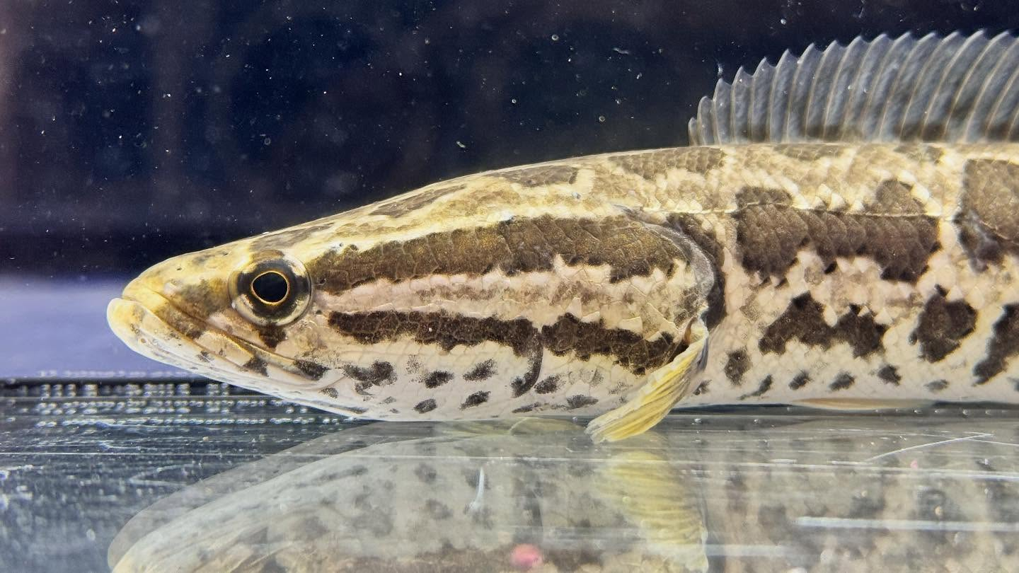 aquastyleg.base.shop/items/122...