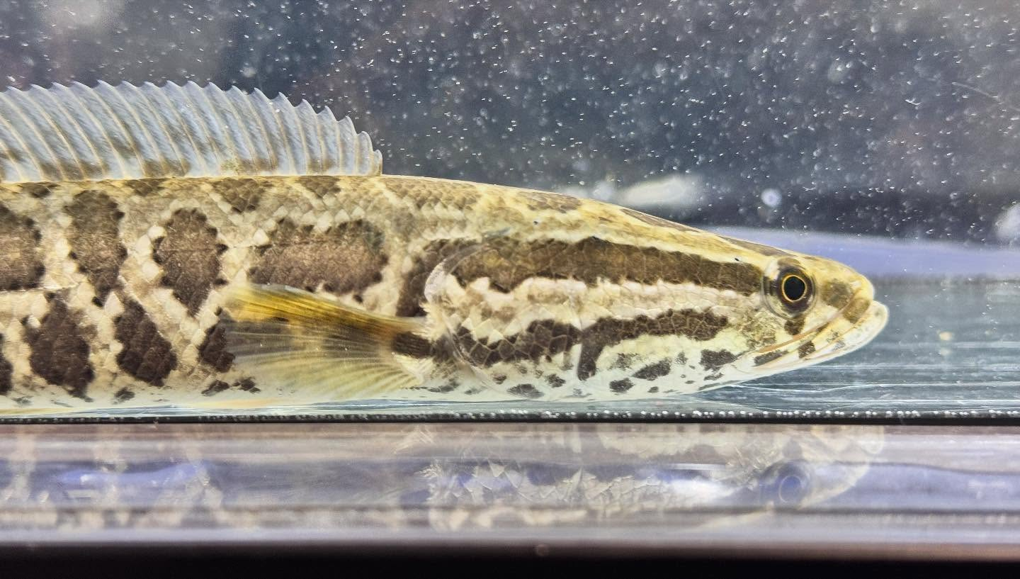 aquastyleg.base.shop/items/122...