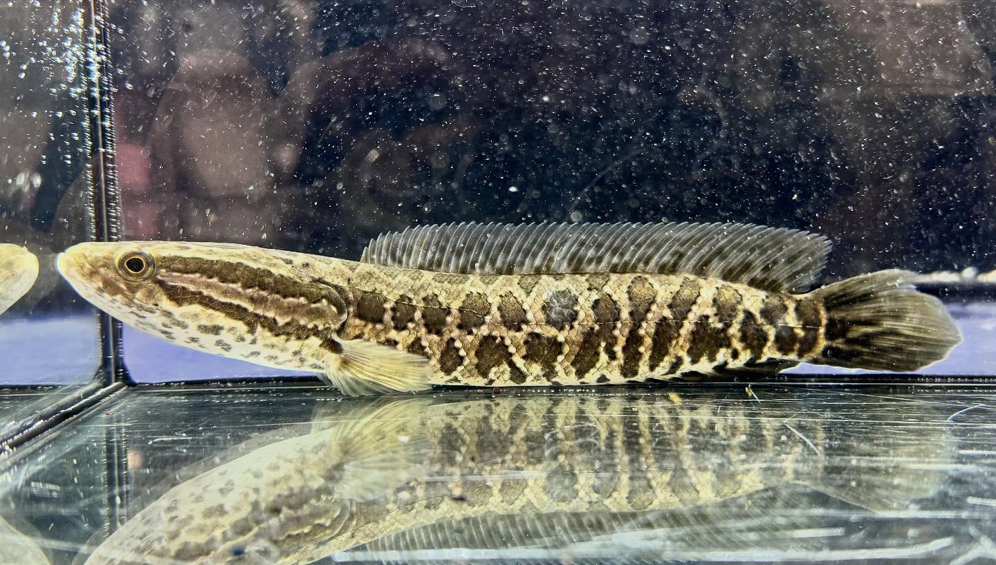 aquastyleg.base.shop/items/122...