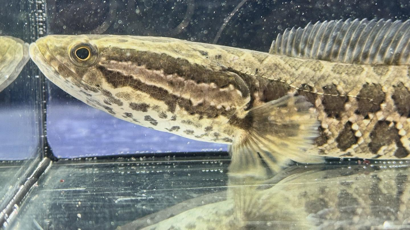 aquastyleg.base.shop/items/122...