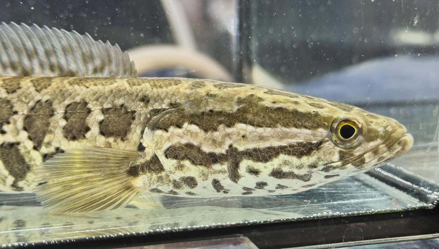 aquastyleg.base.shop/items/122...