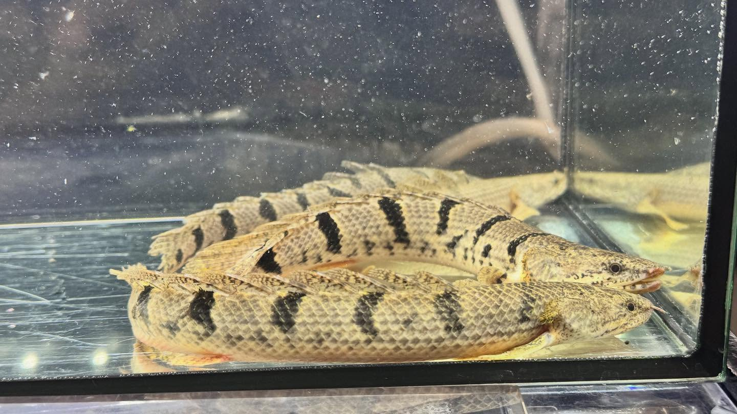 aquastyleg.base.shop/items/122...