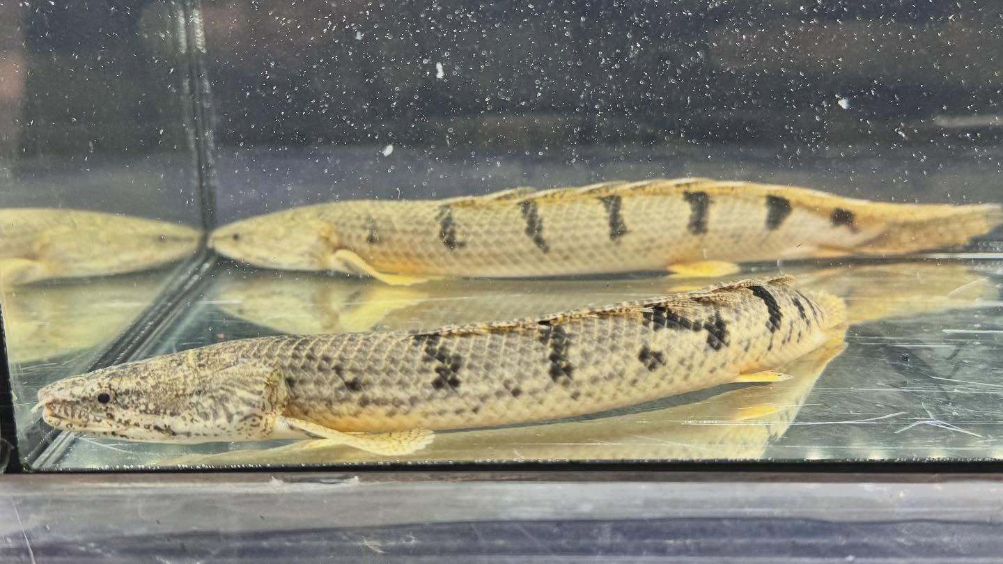 aquastyleg.base.shop/items/122...