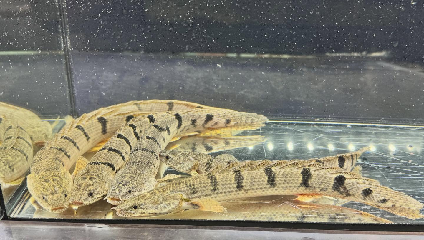 aquastyleg.base.shop/items/122...