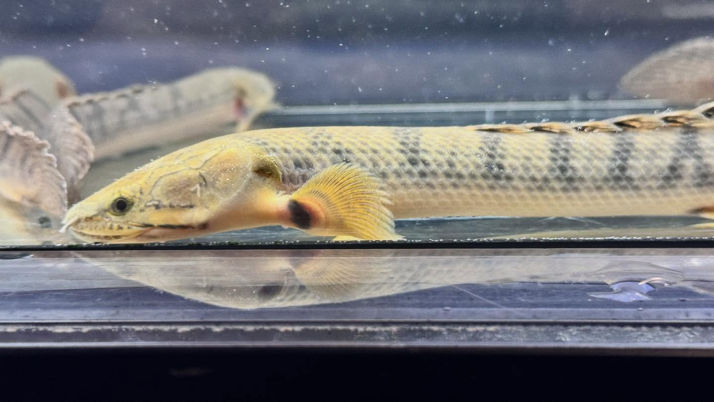 aquastyleg.base.shop/items/122...