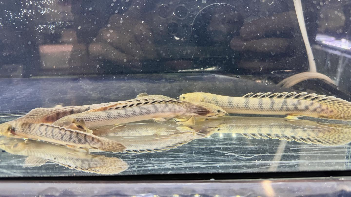 aquastyleg.base.shop/items/122...