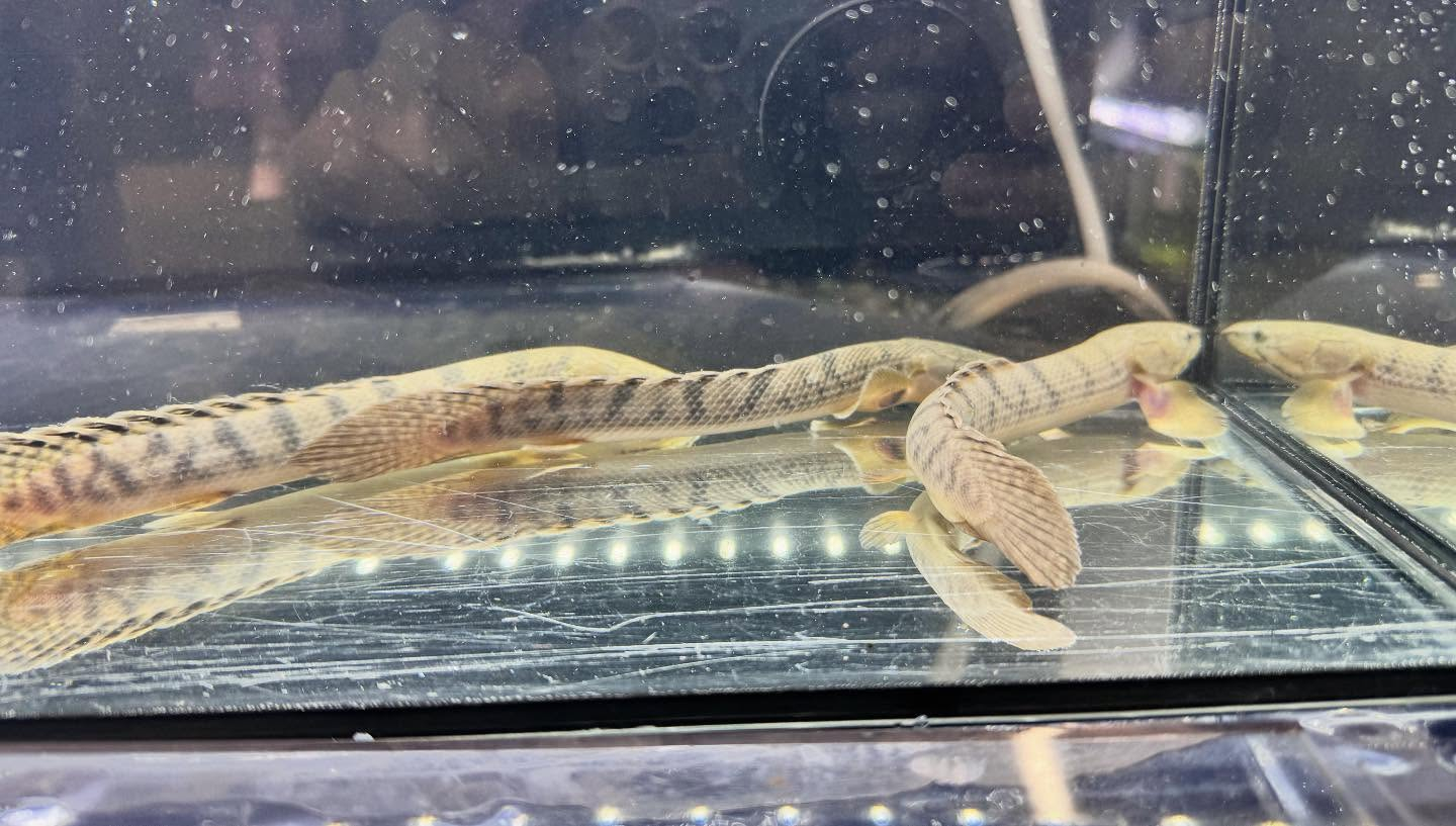 aquastyleg.base.shop/items/122...